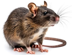 exterminador de ratas