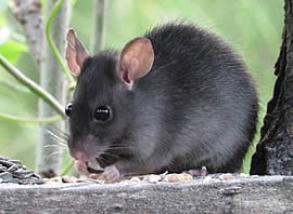 Kakerlaken, Ratten und Mäuse, Ameisen, Holzwürmer,Termiten.