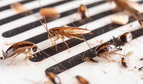 cucarachas pequeñas