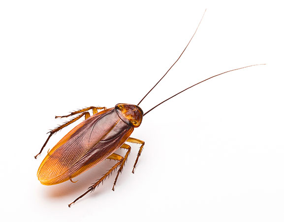 cucarachas