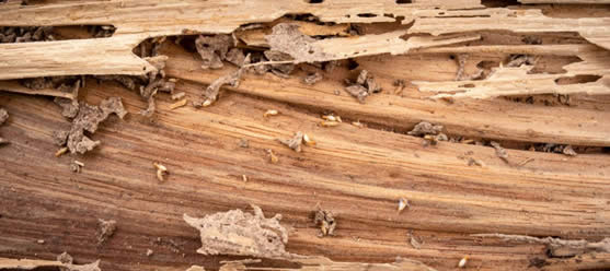 Daños Madera Termitas