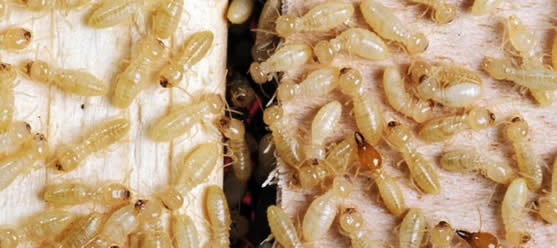 termita subterranea