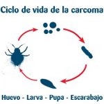 ciclo vida carcoma